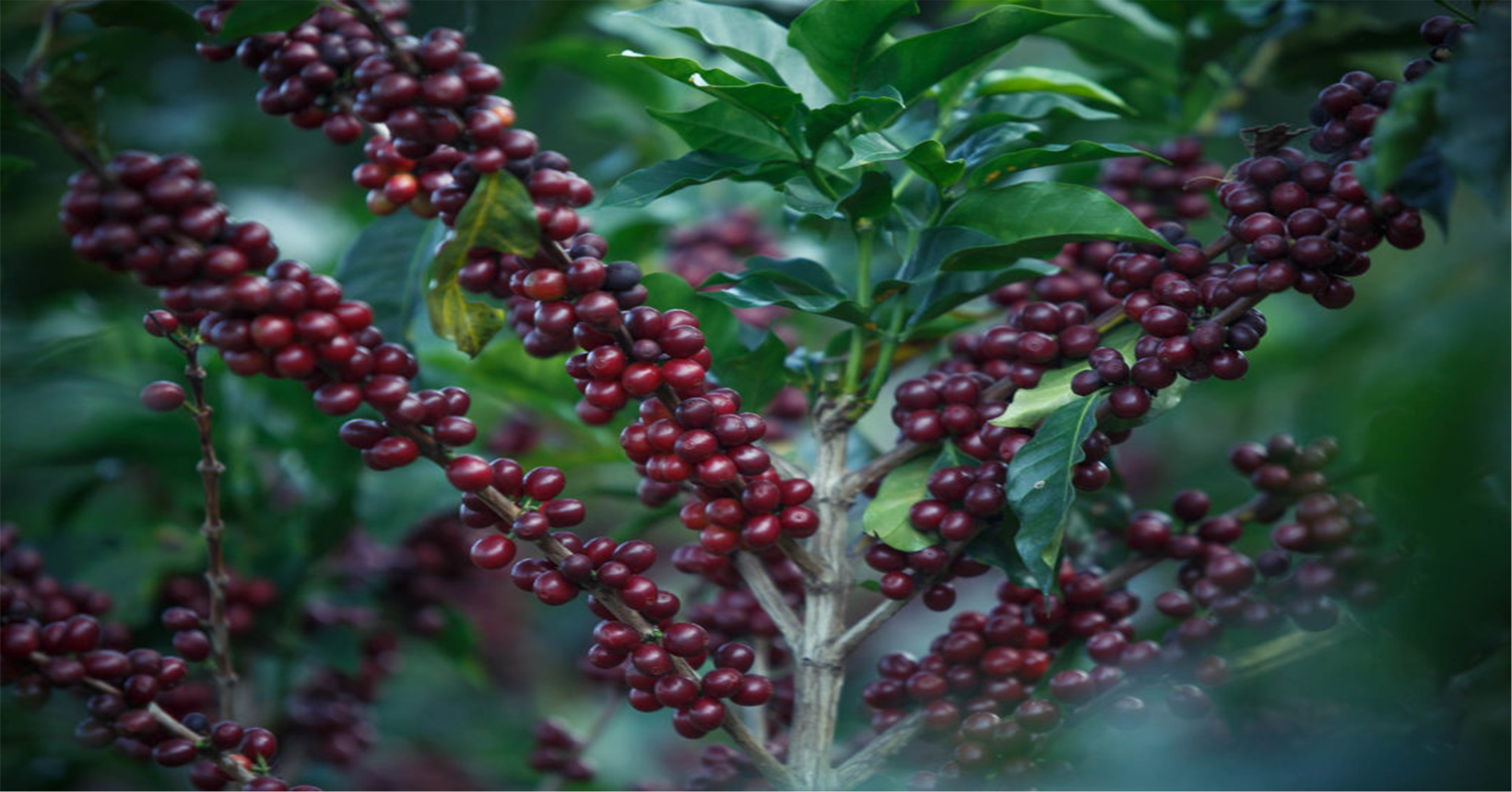 Kaffets ursprung – viktigare än någonsin tidigare | Beans in Cup